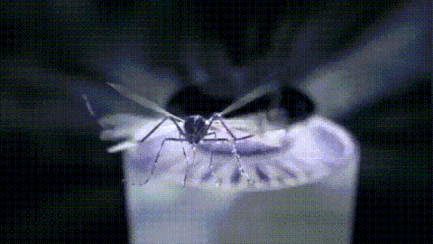 🦟 Mosquito Trap Lamp – Safe, Odorless, and Effective