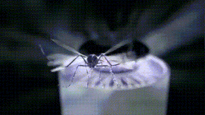 🦟 Mosquito Trap Lamp – Safe, Odorless, and Effective
